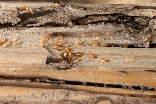 Best Flea Control Services  in North College Hill, OH