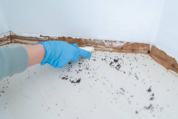 Best Affordable Pest Control Services  in North College Hill, OH